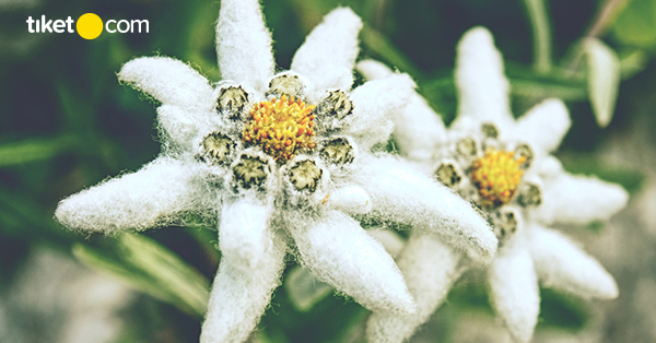 Detail Gambar Bunga Edelweis Cantik Nomer 38