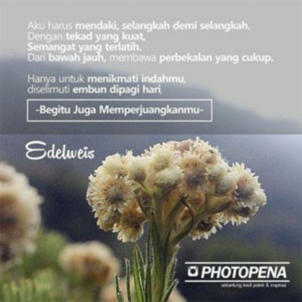 Detail Gambar Bunga Edelweis Cantik Nomer 41