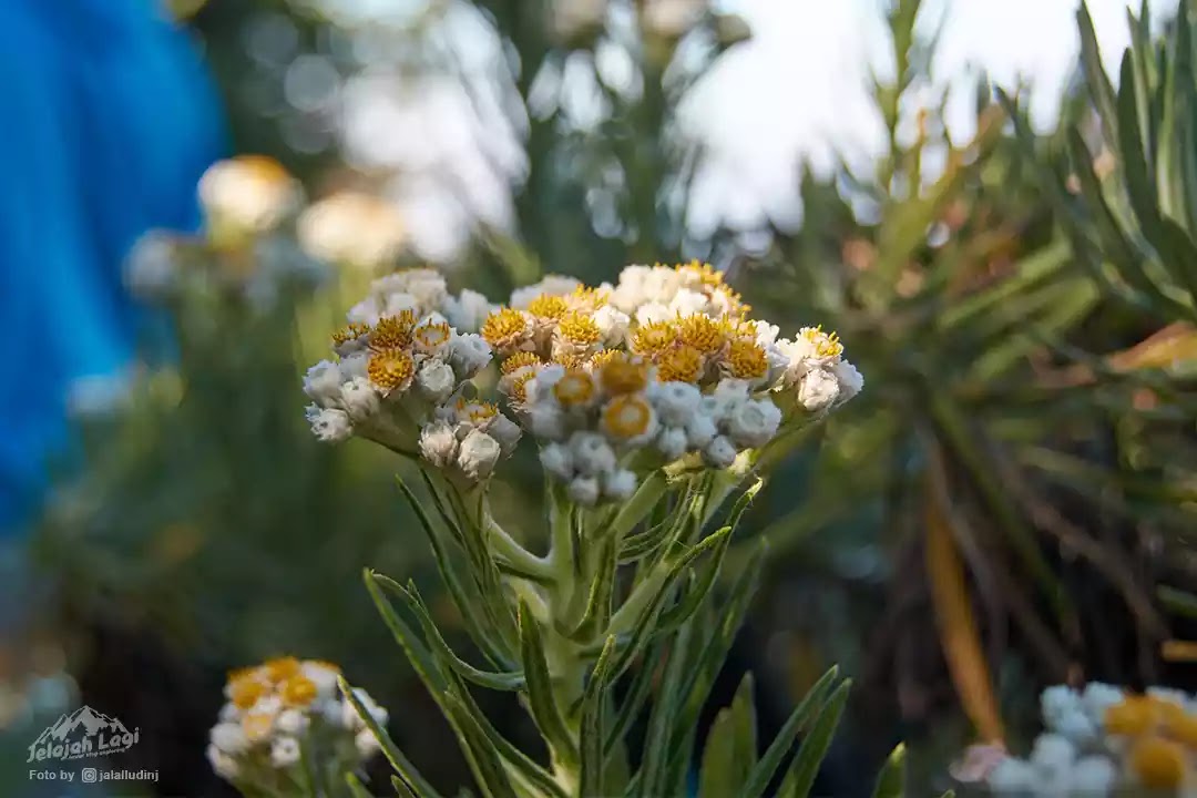 Detail Gambar Bunga Edelweis Cantik Nomer 49