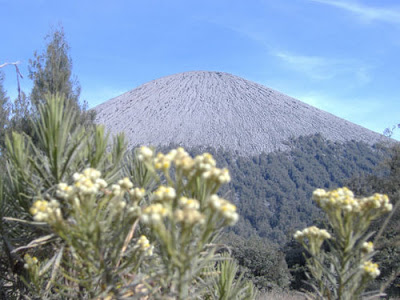 Detail Gambar Bunga Edelweis Di Bromo Nomer 20