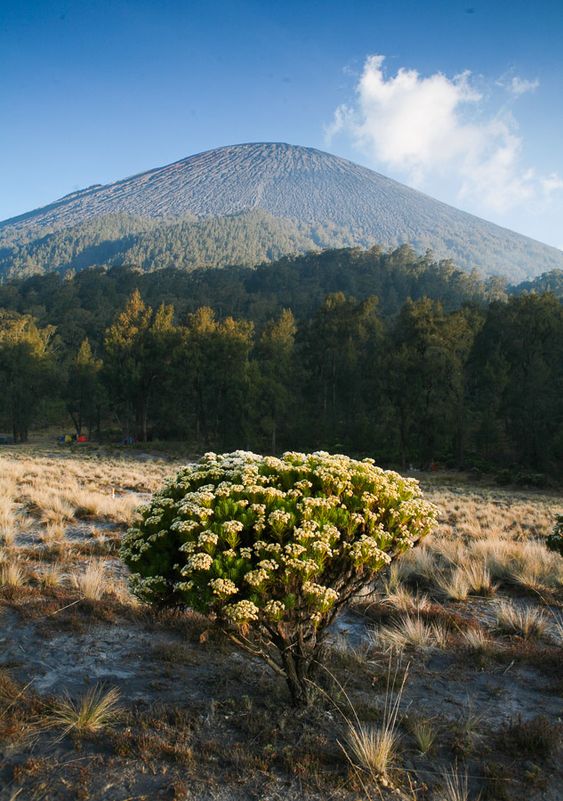 Detail Gambar Bunga Edelweis Di Bromo Nomer 47