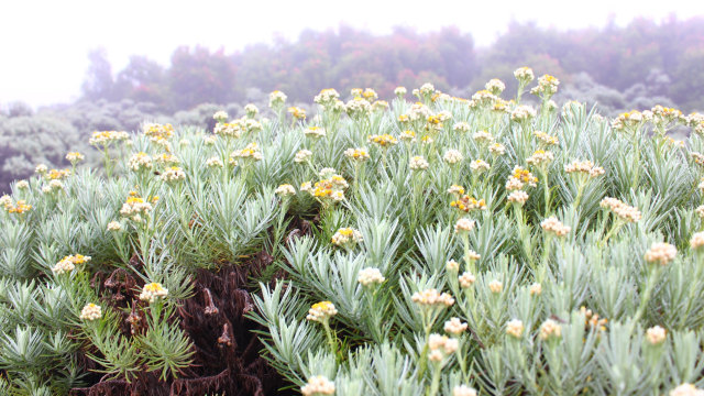 Detail Gambar Bunga Edelweis Di Merapi Nomer 37