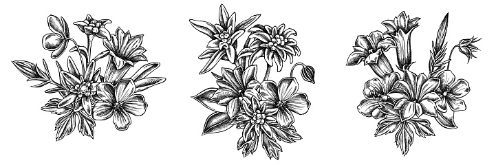 Detail Gambar Bunga Edelweis Hitam Putih Nomer 4