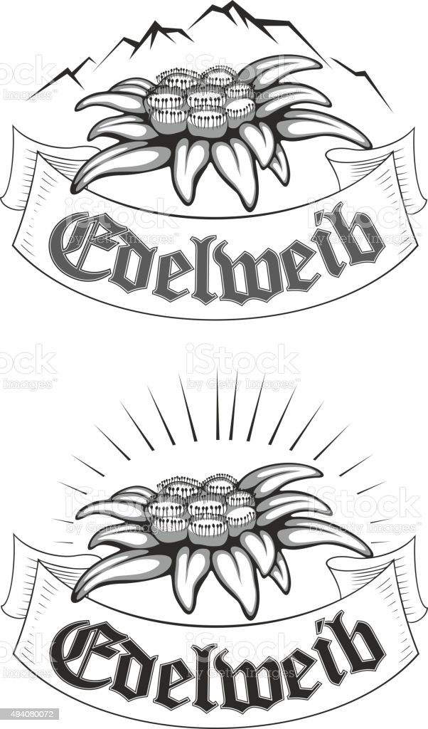 Detail Gambar Bunga Edelweis Hitam Putih Nomer 49