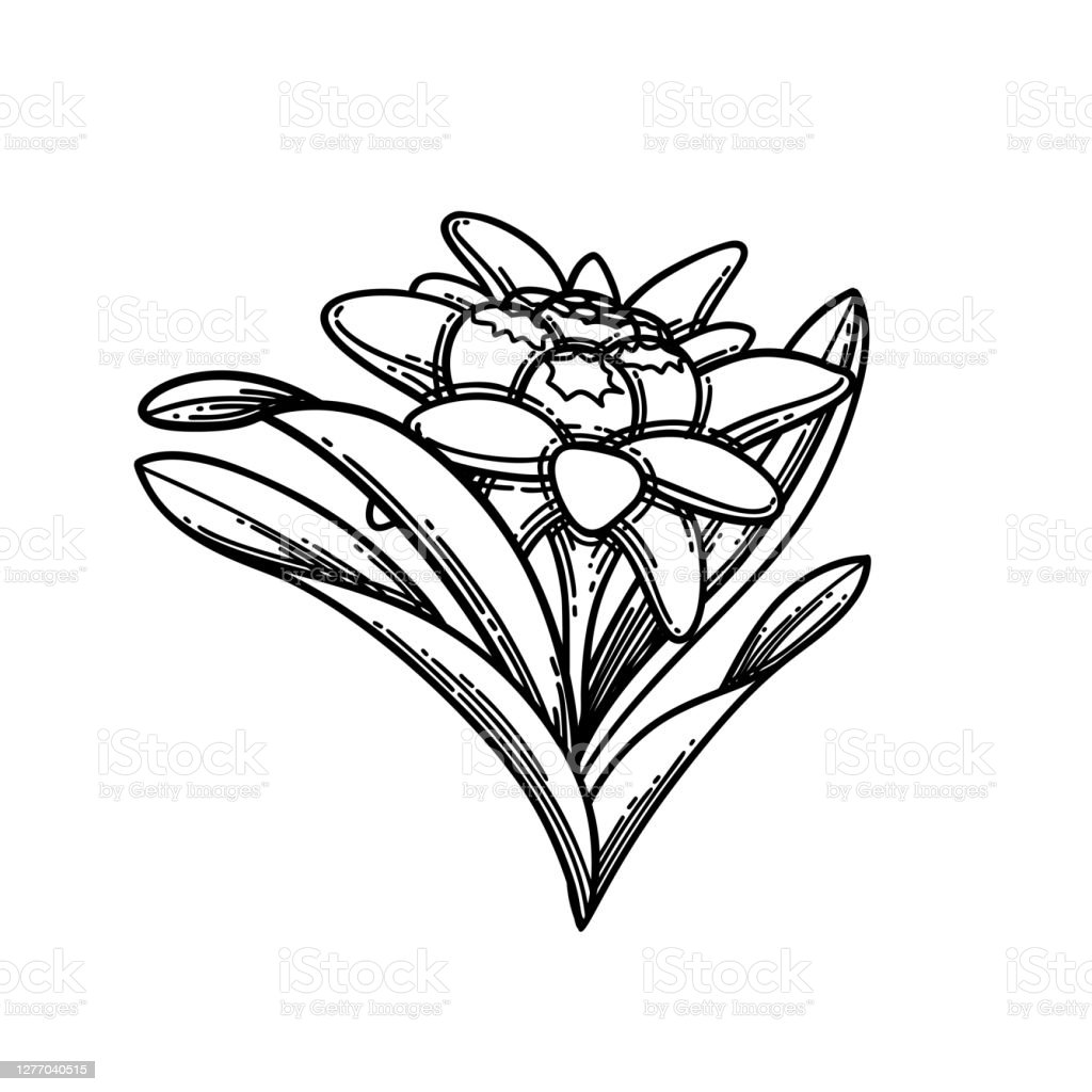 Detail Gambar Bunga Edelweis Hitam Putih Nomer 8