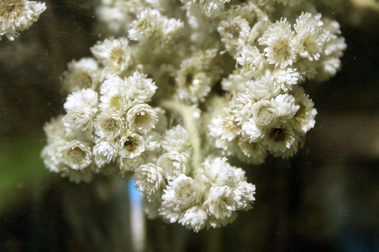 Detail Gambar Bunga Edelweis Putih Nomer 2