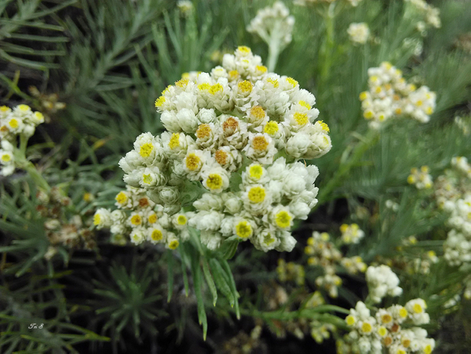 Detail Gambar Bunga Edelweis Putih Nomer 4