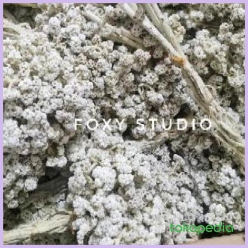 Detail Gambar Bunga Edelweis Putih Nomer 30