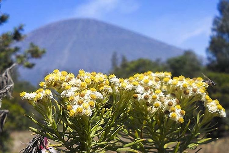 Gambar Bunga Edelweiss - KibrisPDR