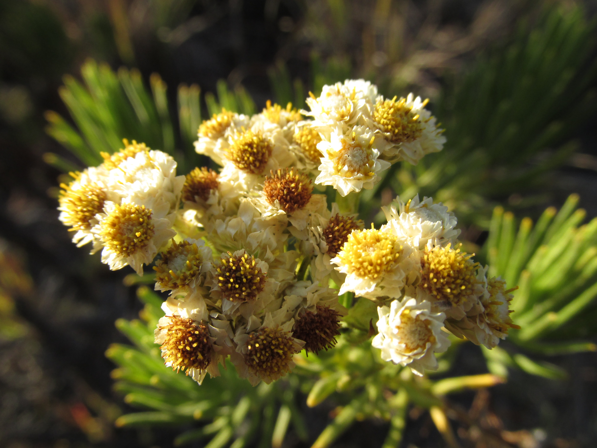 Detail Gambar Bunga Edelweiss Nomer 3