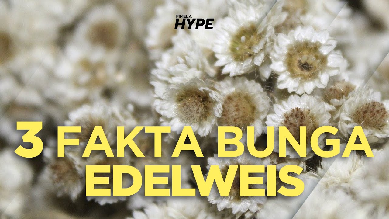 Detail Gambar Bunga Edelweiss Nomer 33