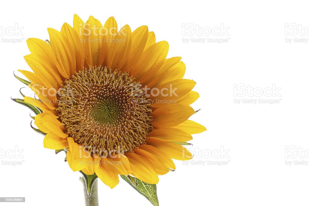 Detail Gambar Bunga Embun Matahari Nomer 54