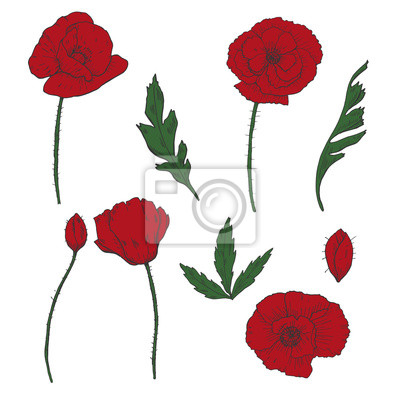 Detail Mohnblume Clipart Nomer 3