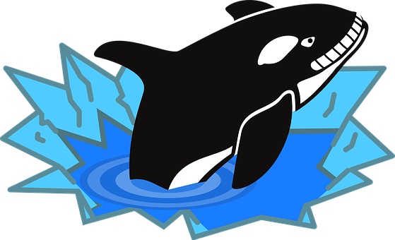 Detail Orca Flosse Nomer 15