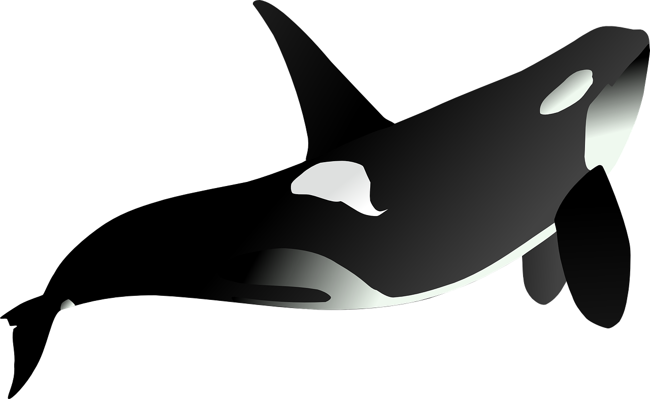 Detail Orca Flosse Nomer 8