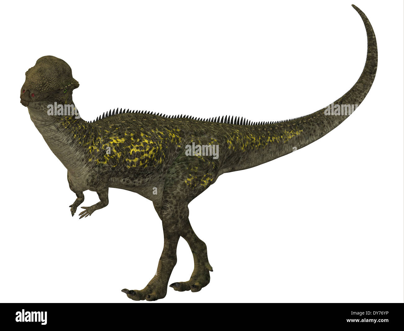 Detail Ankylosaurus Skelett Nomer 4