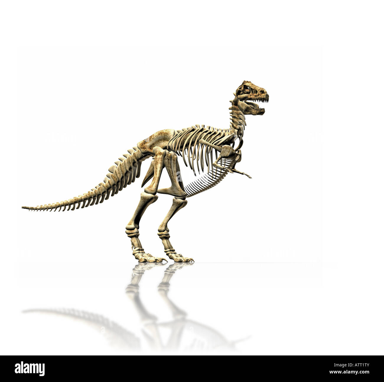 Detail Ankylosaurus Skelett Nomer 6