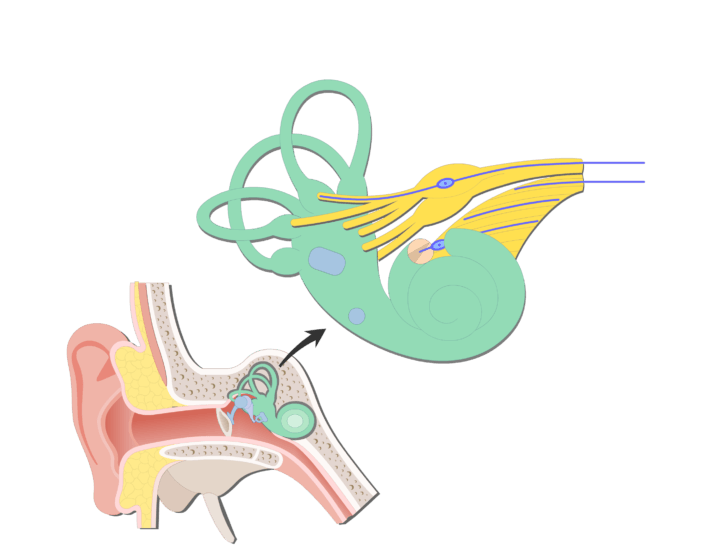 Bipolares Neuron - 26+ Koleksi Gambar