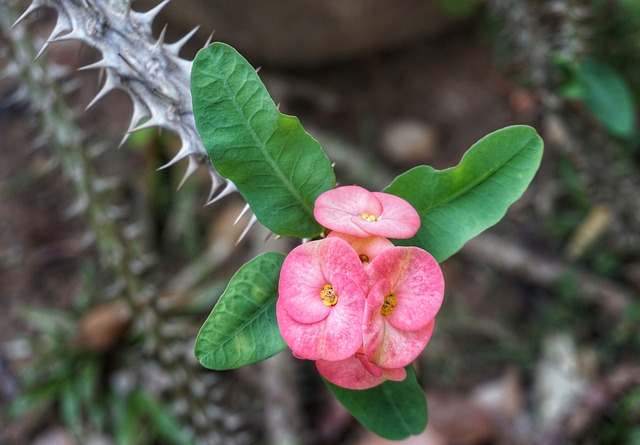 Detail Gambar Bunga Euphorbia Nomer 3