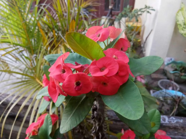 Download Gambar Bunga Euphorbia Nomer 26