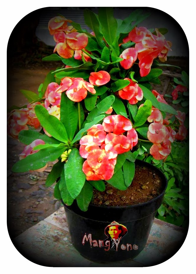 Detail Gambar Bunga Euphorbia Nomer 46