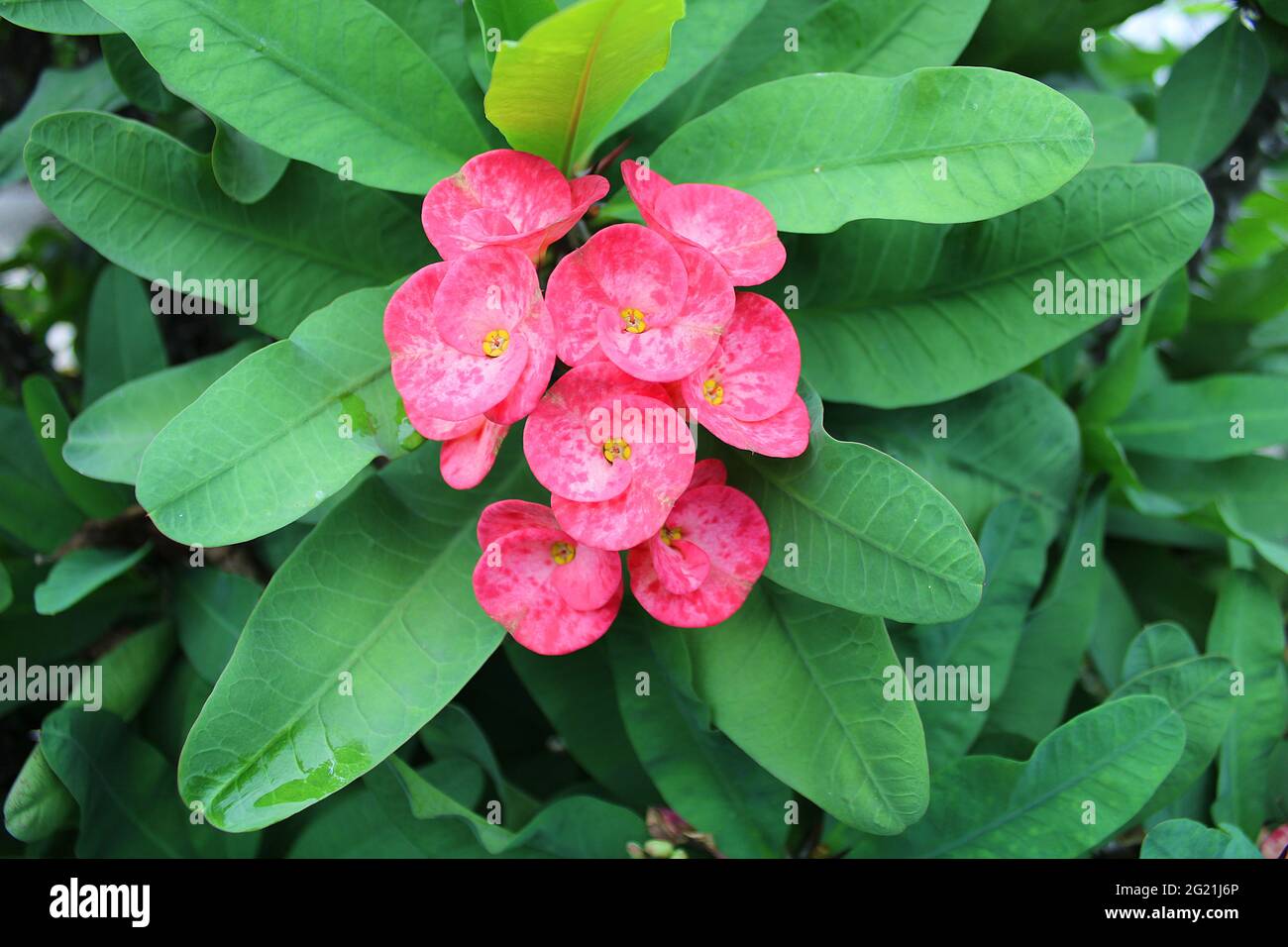 Detail Gambar Bunga Euphorbia Pink Nomer 2