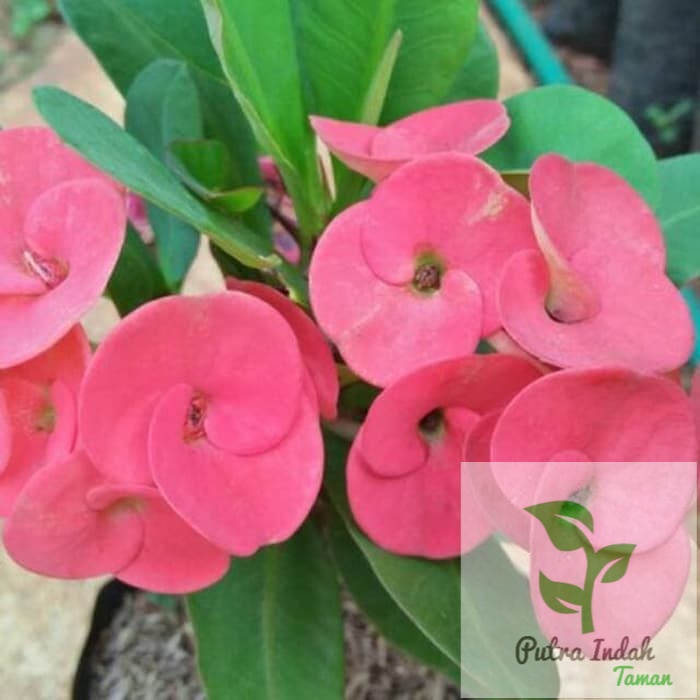 Detail Gambar Bunga Euphorbia Pink Nomer 11