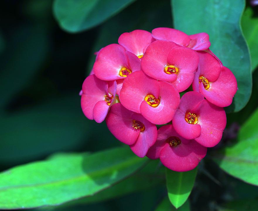 Detail Gambar Bunga Euphorbia Pink Nomer 12