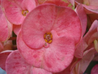 Detail Gambar Bunga Euphorbia Pink Nomer 19