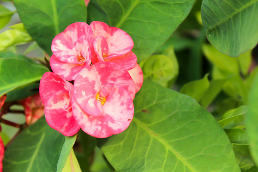 Detail Gambar Bunga Euphorbia Pink Nomer 21