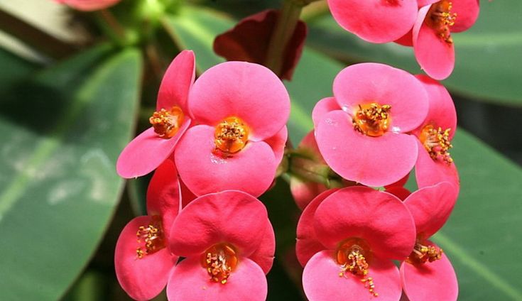 Detail Gambar Bunga Euphorbia Pink Nomer 22