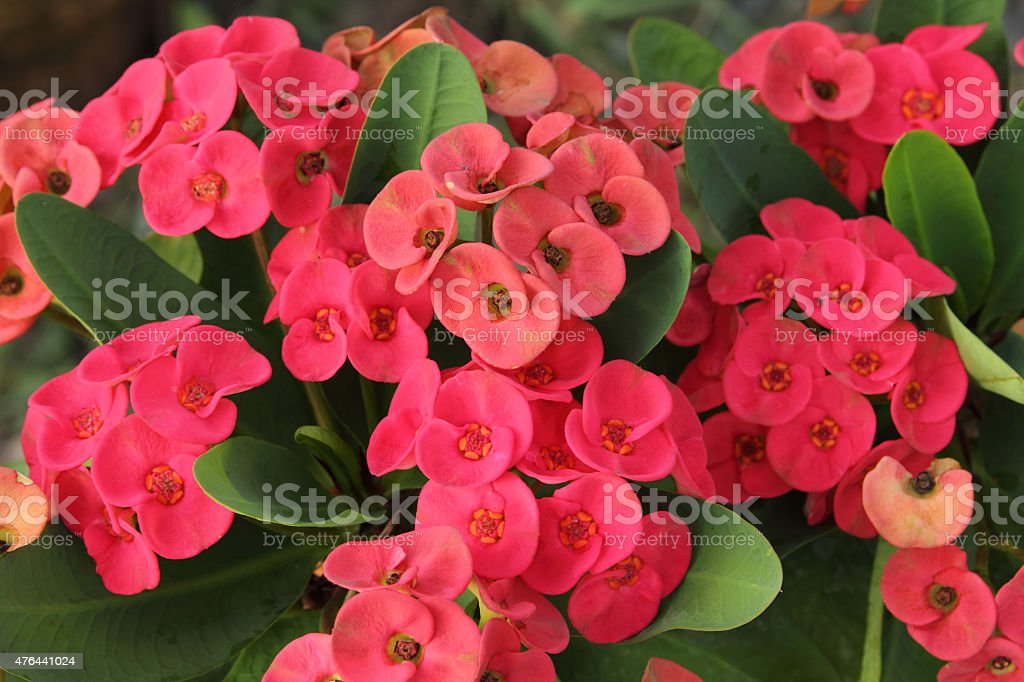 Detail Gambar Bunga Euphorbia Pink Nomer 24