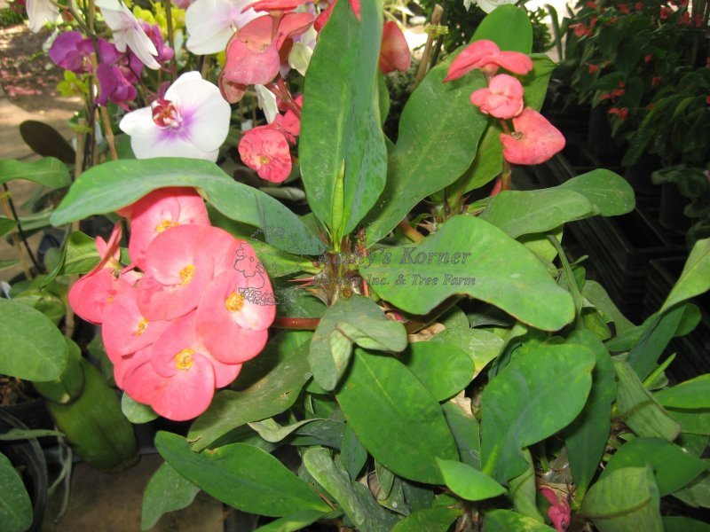 Detail Gambar Bunga Euphorbia Pink Nomer 27