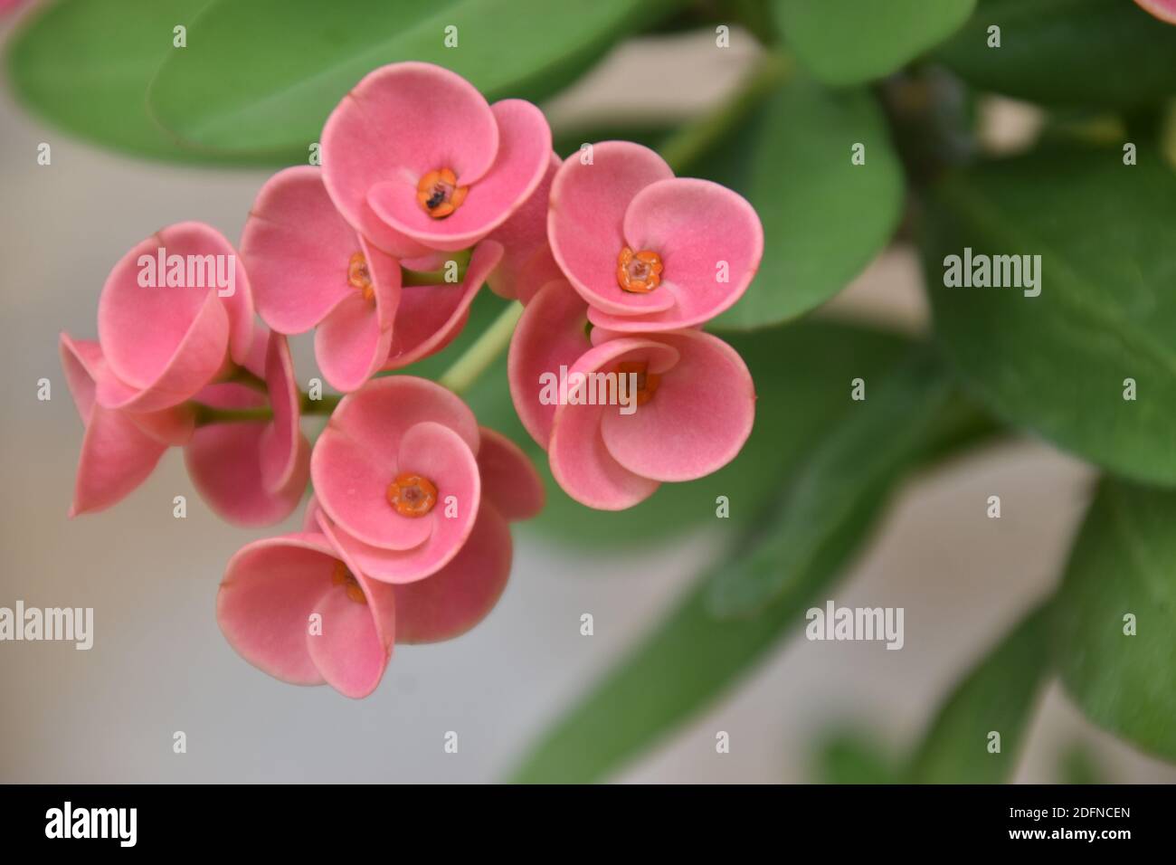 Detail Gambar Bunga Euphorbia Pink Nomer 28