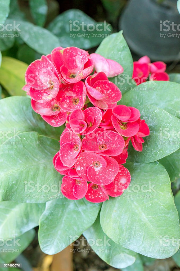 Detail Gambar Bunga Euphorbia Pink Nomer 29