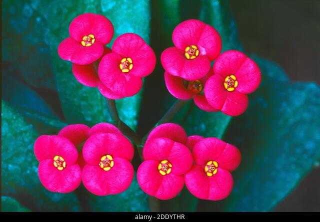 Detail Gambar Bunga Euphorbia Pink Nomer 38