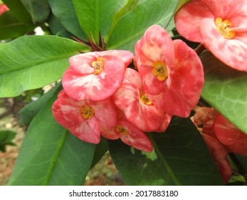 Detail Gambar Bunga Euphorbia Pink Nomer 5