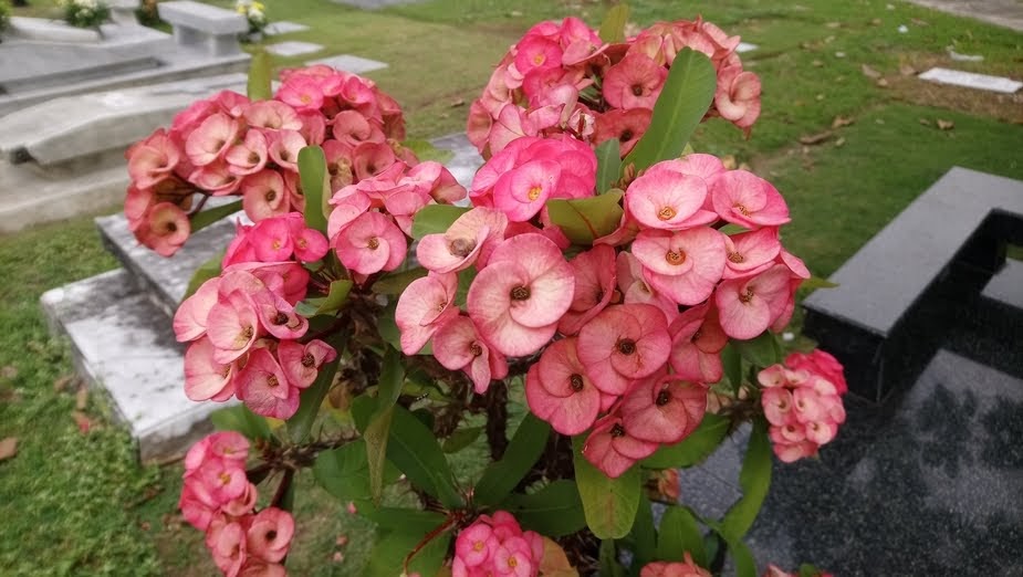 Detail Gambar Bunga Euphorbia Pink Nomer 44