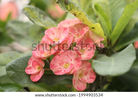 Detail Gambar Bunga Euphorbia Pink Nomer 46