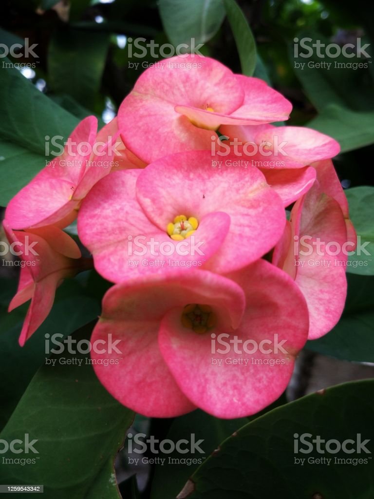 Detail Gambar Bunga Euphorbia Pink Nomer 6