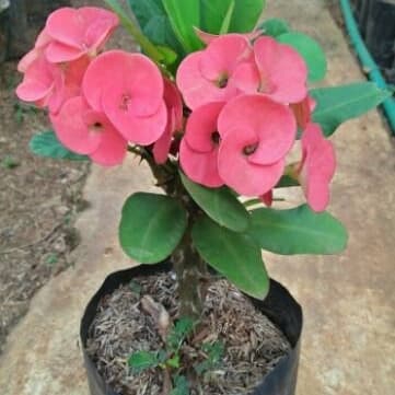 Detail Gambar Bunga Euphorbia Pink Nomer 57