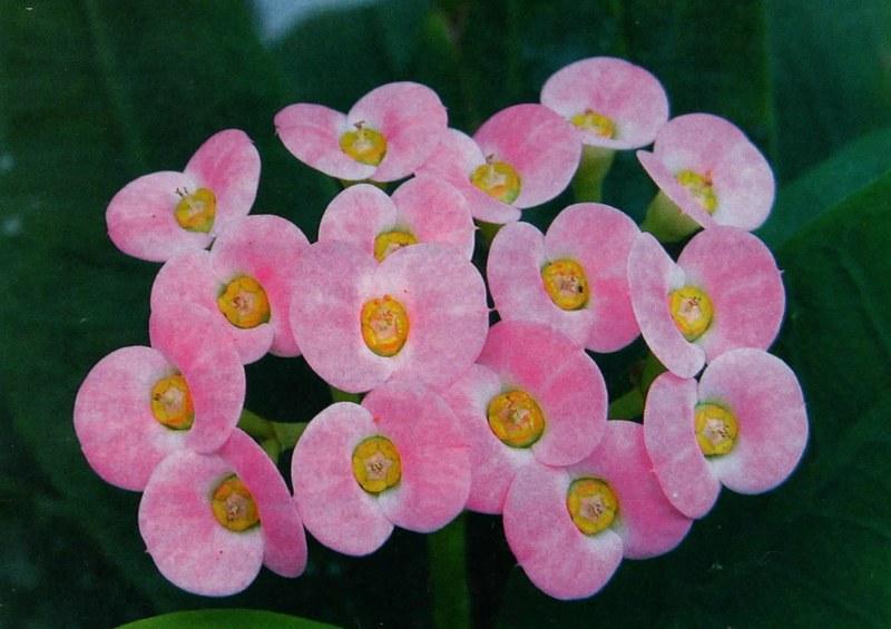 Detail Gambar Bunga Euphorbia Pink Nomer 58