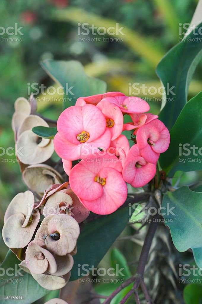 Detail Gambar Bunga Euphorbia Pink Nomer 7