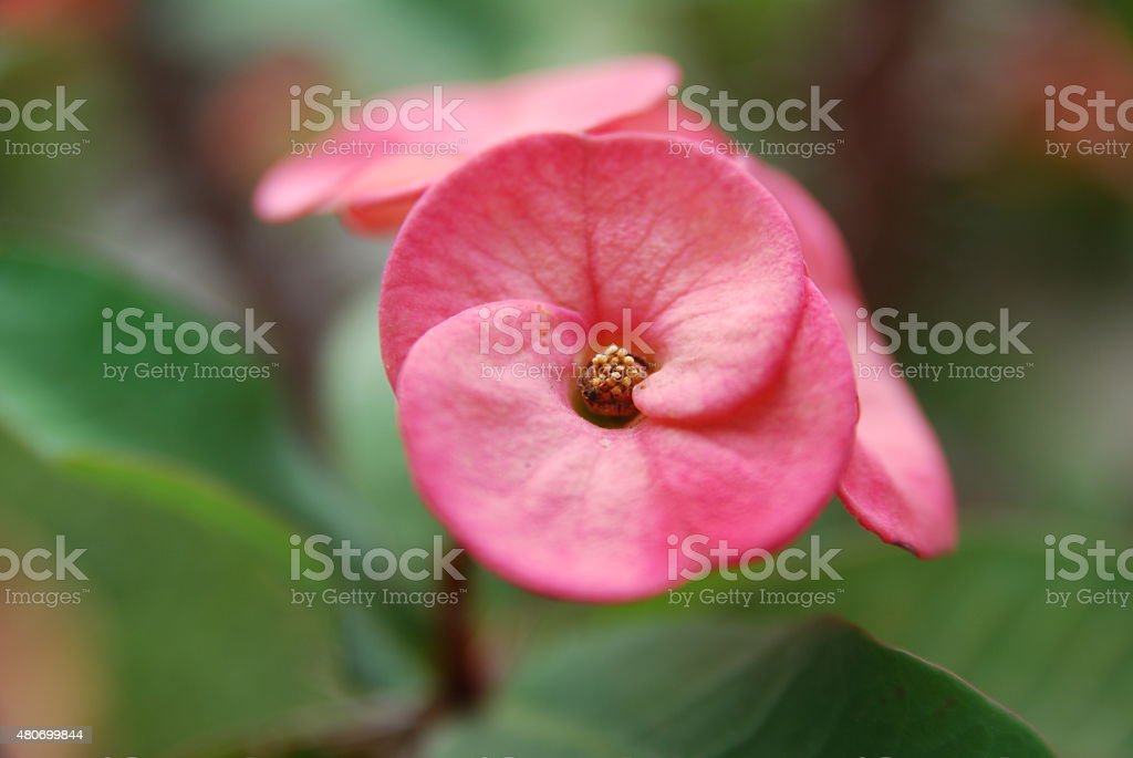 Detail Gambar Bunga Euphorbia Pink Nomer 8