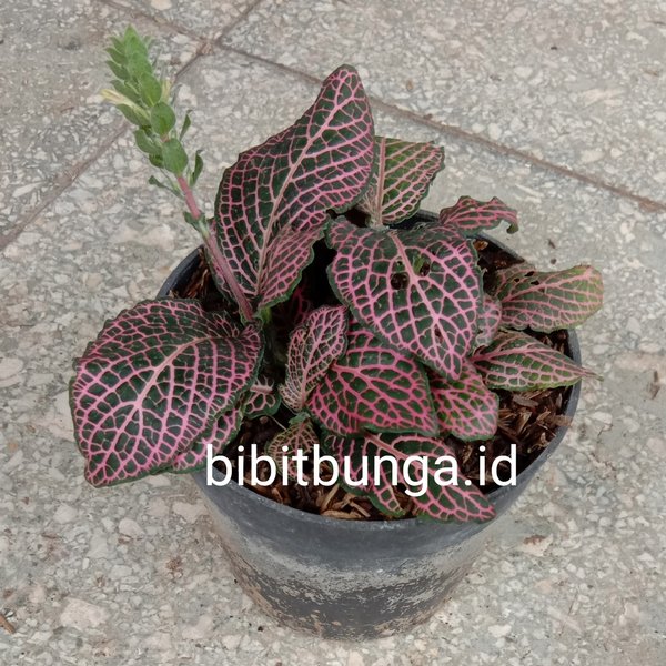 Detail Gambar Bunga Fittonia Nomer 38