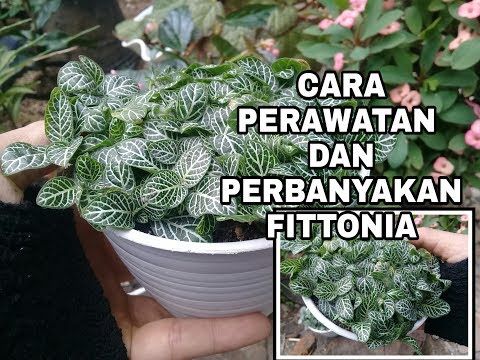 Detail Gambar Bunga Fittonia Nomer 53