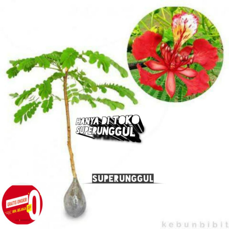 Detail Gambar Bunga Flamboyan Yg Indah Nomer 25