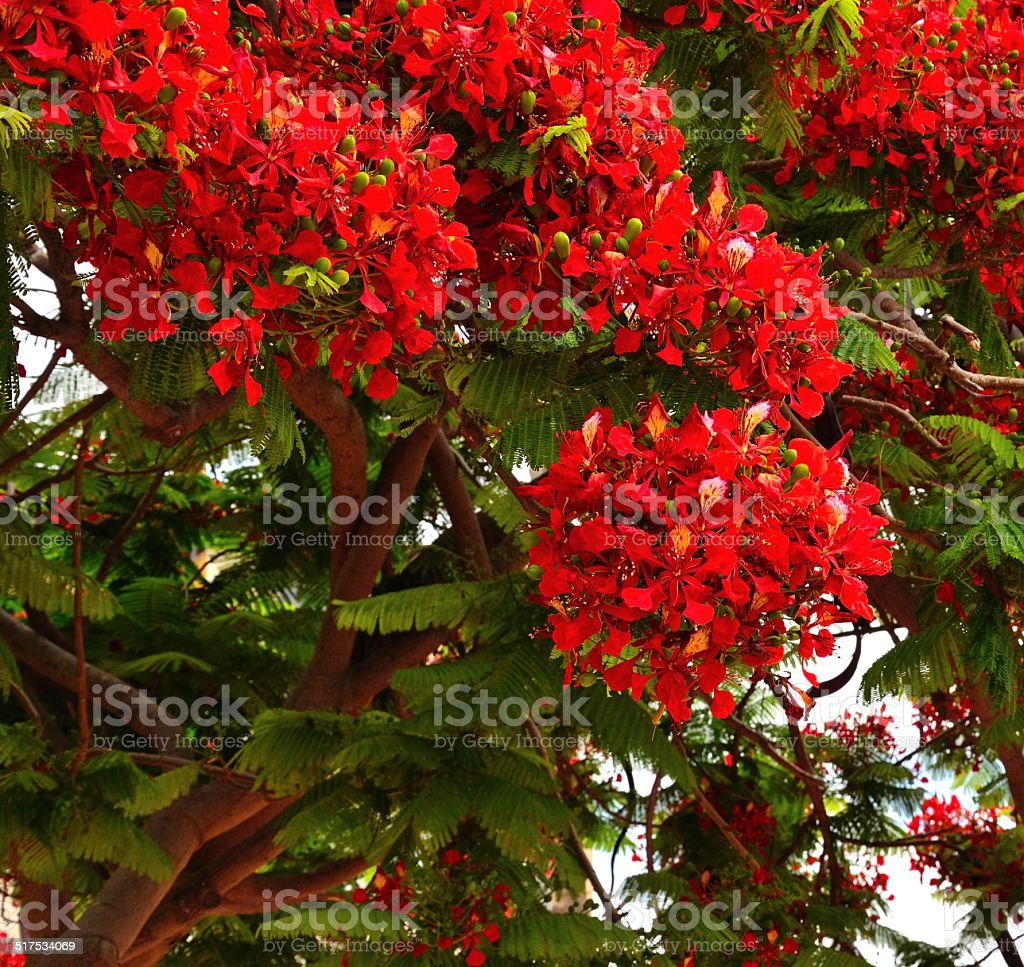 Detail Gambar Bunga Flamboyan Yg Indah Nomer 29