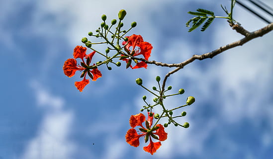 Detail Gambar Bunga Flamboyan Yg Indah Nomer 56