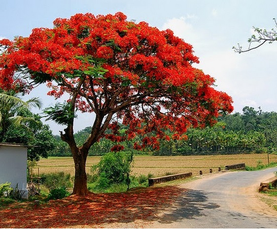 Detail Gambar Bunga Flamboyan Yg Mudah Nomer 2